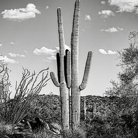Desertscape by Kelley King