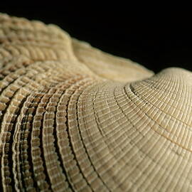 Detail of a textured surface of a seashell by Sami Sarkis Photography