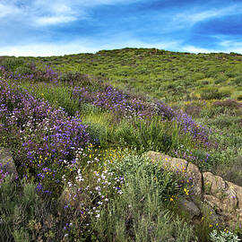 Diamond Lake Flowers by Matt Halvorson