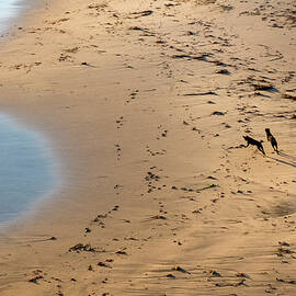 Dogs Running on Santa Cruz Beach by Mary Lee Dereske