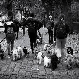 Dog Walking by Jessica Jenney