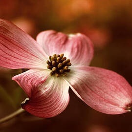 Dogwood Blossom by Jessica Jenney