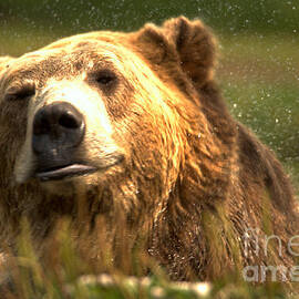 Doing The Shake by Adam Jewell