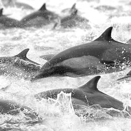 Dolphins On The Run by Steve Munch