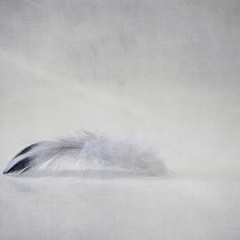 Down Feather by Scott Norris