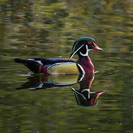 Drake Wood Duck in Breeding Plumage by Dale Kauzlaric