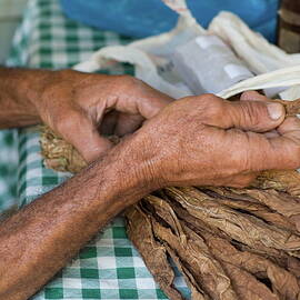 Dried tobacco leaves in man's hands by Sami Sarkis Photography