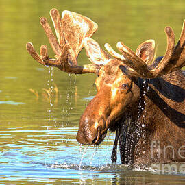 Drip Drip Drip Drip by Adam Jewell