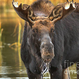 Drooling Moose by Adam Jewell