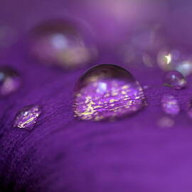 Drops on a purple petal of a viola pansy flower after rain shower by Sami Sarkis Photography
