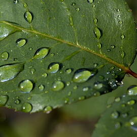 Drops on a rose leaf after a rain shower by Sami Sarkis Photography