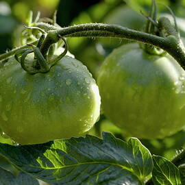 Drops on immature green tomatoes after a rain shower by Sami Sarkis Photography