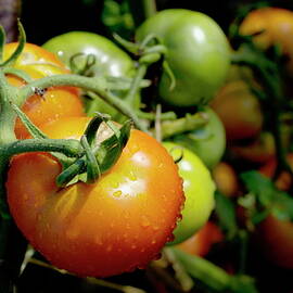 Drops on immature red and green tomato by Sami Sarkis Photography