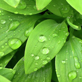 Drops On Leaves by Carlos Caetano