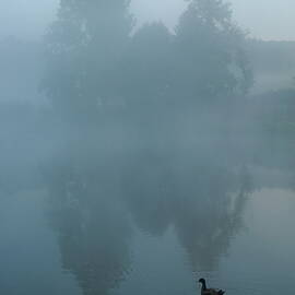 Duck in pond by Sami Sarkis Photography