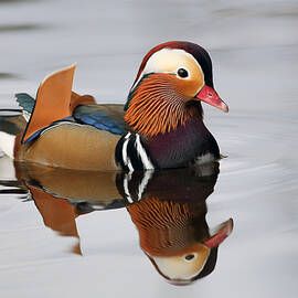 Duck Reflection by Grant Glendinning