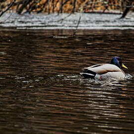 Ducks In A Row by Dale Kauzlaric