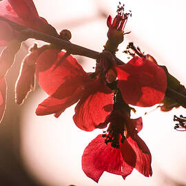 During a red sunset by AM FineArtPrints