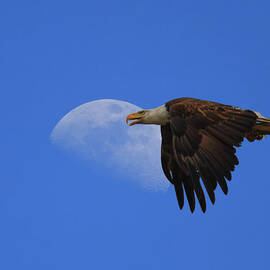 Eagle Moon by Beth Sargent