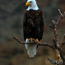Eagle Scout by Adam Jewell