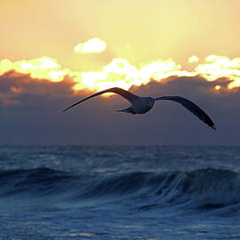 Early Bird