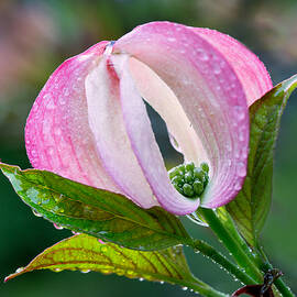 Early Morning Dogwood by Mary Jo Allen