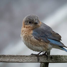 Eastern Bluebird Glance by Jean Noren