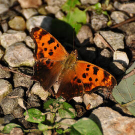 Eastern Comma Butterfly by Flees Photos