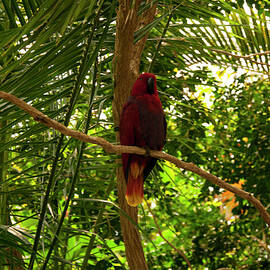 Eclectus Parrot 1 by Flees Photos