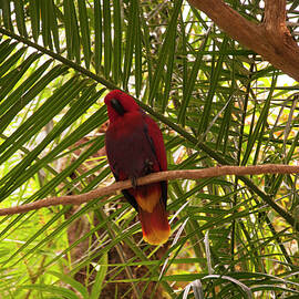 Eclectus Parrot 2 by Flees Photos