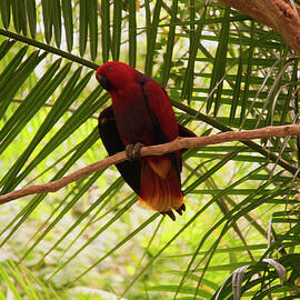 Eclectus Parrot 3 by Flees Photos