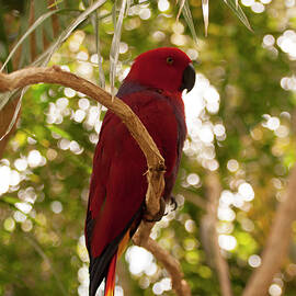 Eclectus Parrot 5 by Flees Photos