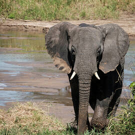 Elephant at the River by Mary Lee Dereske