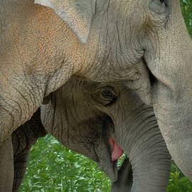 Elephant Closeness by Jean Noren