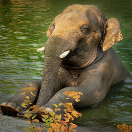 Elephant Cooler by Jean Noren