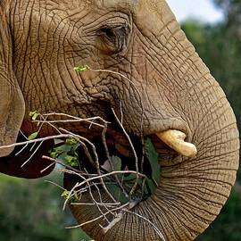 Elephant Curl by KJ Swan