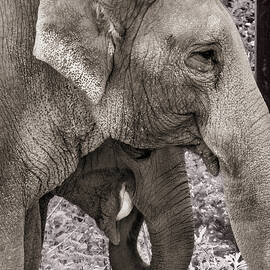 Elephant Family Portrait by Jean Noren