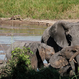 Elephants at the River by Mary Lee Dereske