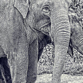 Elephants in Black and White  by Jean Noren