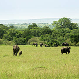 Elephants on the Savannah by David Morefield
