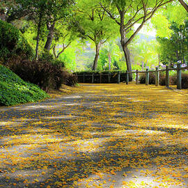 Enchanted Path by Alison Frank