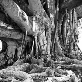 Enlightened Tree by Louis Dallara