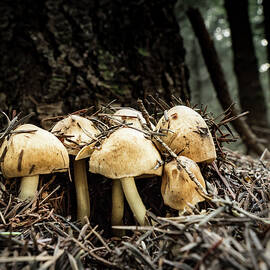 Erupting Mushrooms by Jean Noren