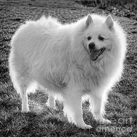 Eskie Spitz  by Olivier Le Queinec