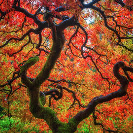 Ethereal Tree Alive by Darren White