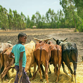 Ethiopian boy using his cows for threshing harvest by Miroslav Liska