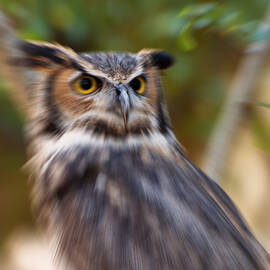 Eurasian Eagle Owl abstract by Flees Photos