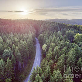 Evergreen forest from above by Jelena Jovanovic