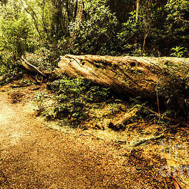 Evergreen jungle trails by Jorgo Photography