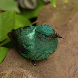 fairy Bluebird 2 by Flees Photos